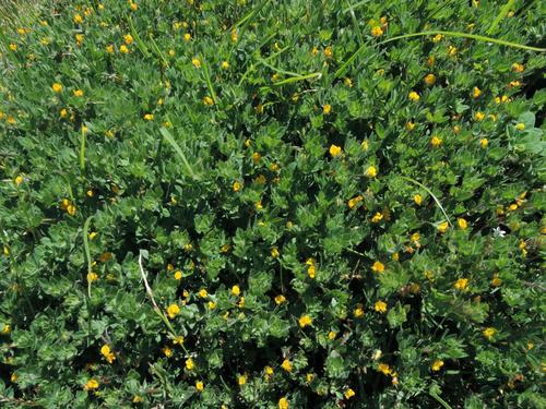 Lotus subbiflorus