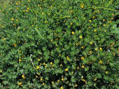 Lotus subbiflorus subbiflorus