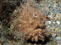 Antennarius scaber