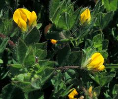 Lotus subbiflorus subbiflorus