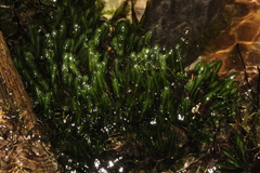 Fissidens grandifrons