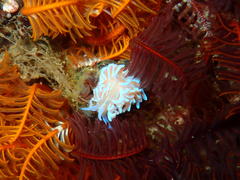 Phyllodesmium horridum