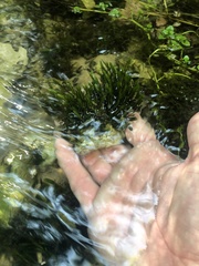 Fissidens grandifrons