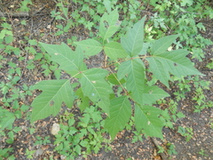 Toxicodendron radicans negundo
