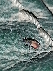 Oxycarenus lavaterae