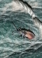 Oxycarenus lavaterae