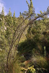 Cliffortia lanceolata