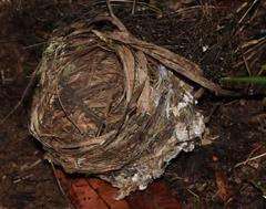 Terpsiphone viridis plumbeiceps