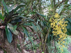 Oncidium sphacelatum