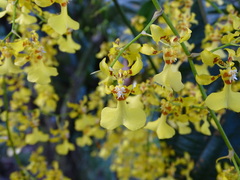Oncidium sphacelatum