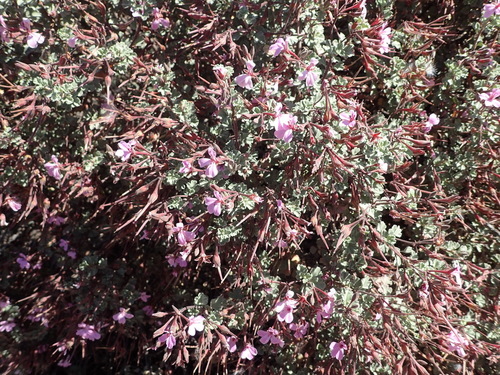 Image of Pelargonium exstipulatum by (c) Nicola van Berkel, some rights reserved (CC BY-SA)