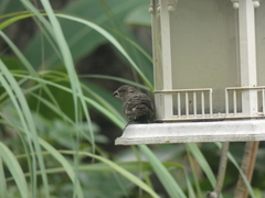 Spermestes cucullata