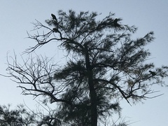 Amazona viridigenalis