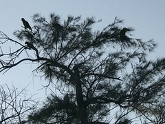 Amazona viridigenalis