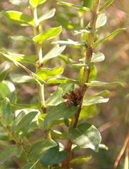 Geissoloma marginatum