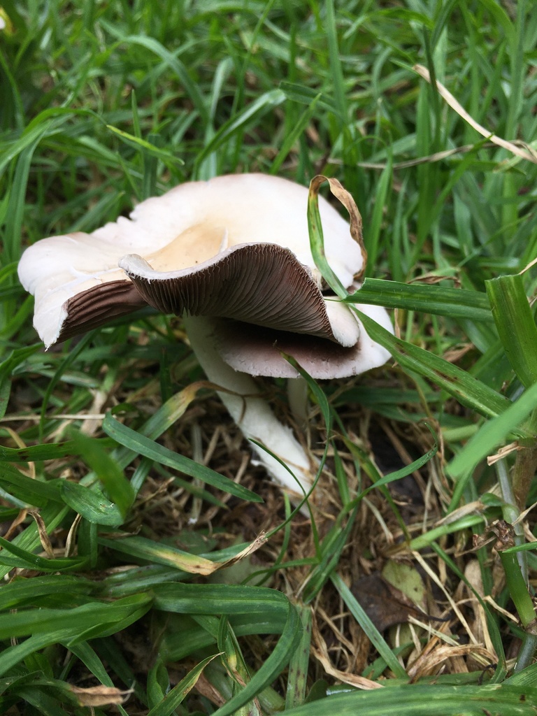 Candolleomyces candolleanus · September 2021 · photo: © margaritarestrepou (iNaturalist, cc0)