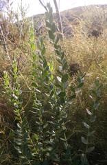 Geissoloma marginatum