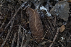 Tandonia kusceri
