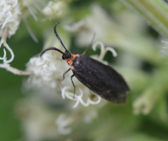 Acoloithus falsarius