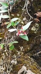 Macleania cordifolia