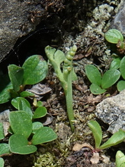 Botrychium minganense