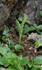 Botrychium minganense