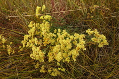 Limonium aureum