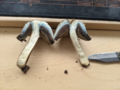 Porphyrellus sordidus image