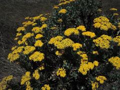 Senecio halimifolius