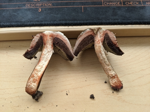 Porphyrellus sordidus image