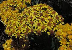 Senecio halimifolius