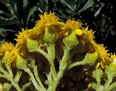 Senecio halimifolius