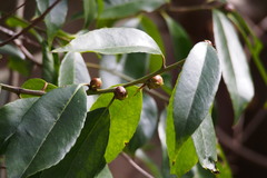 Ilex chinensis
