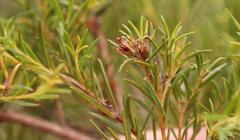 Stylapterus ericifolius