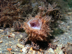 Antennarius scaber