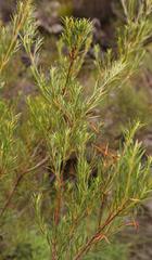 Stylapterus ericifolius