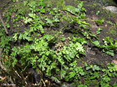 Asplenium dareoides