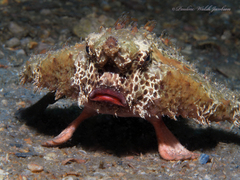 Ogcocephalus cubifrons