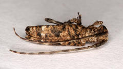 Eunidia aspersa