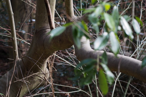 Ilex chinensis, photograph 2