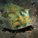 Scrawled Cowfish - Photo (c) Pauline Walsh Jacobson, some rights reserved (CC BY), uploaded by Pauline Walsh Jacobson
