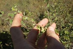Spiraea aquilegifolia