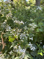 Ageratina altissima