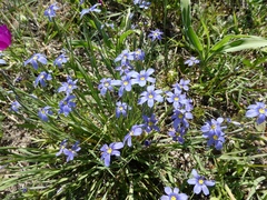 Sisyrinchium pruinosum