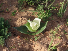 Colchicum ciliolatum