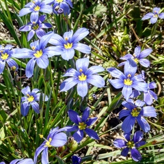 Sisyrinchium pruinosum
