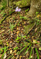 Tulbaghia maritima