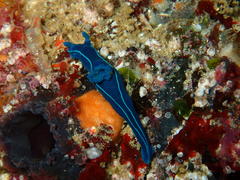 Tambja capensis