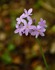Tulbaghia maritima