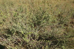 Spiraea aquilegifolia